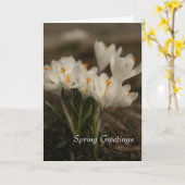 Carte de voeux pliée Crocus blanc printemps (Fleur jaune)