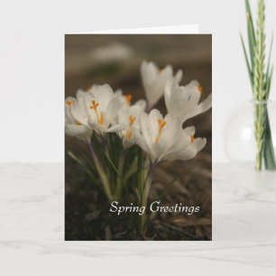 Carte de voeux pliée Crocus blanc printemps