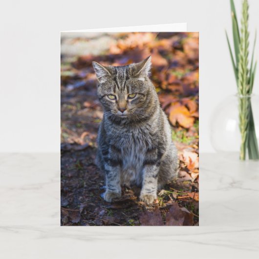 Carte de voeux pliée de chat funky (Devant)