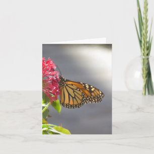 Carte de voeux Pliée Papillon Tropical Vivid