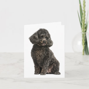 Carte de vœux Poodle Chiot Chien Pensée pour Vous