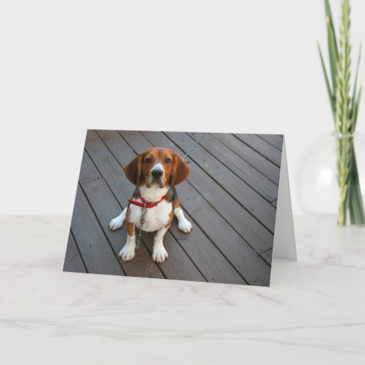 Carte de voeux pour Beagle Pup (Devant)