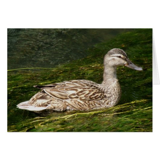 Carte de voeux pour canard (Devant horizontal)