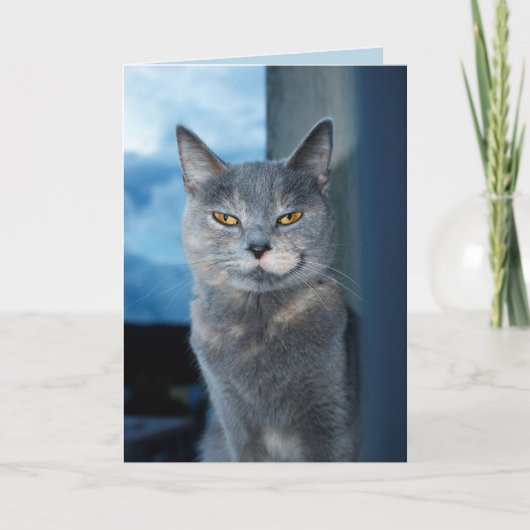 Carte de voeux pour chat cool (Devant)