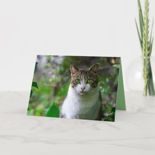 carte de voeux pour chat de jardin (Devant)