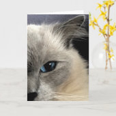 Carte de voeux pour chat Ragdoll (Fleur jaune)