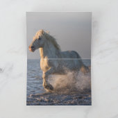 Carte de voeux pour chevaux - Camargue Coucher de  (Intérieur)