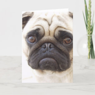 Carte de voeux pour chien carlin
