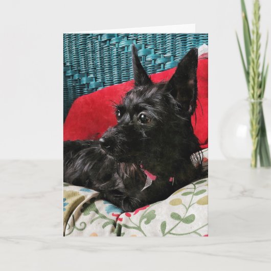 Carte de voeux pour chien doux (Devant)