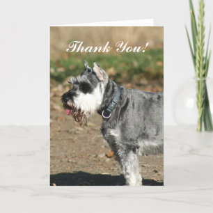Carte de voeux pour chien Merci Schnauzer