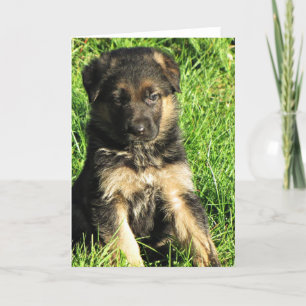 Carte de voeux pour chiot berger allemand