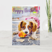 Carte de vœux pour chiot Cavalier King Charles