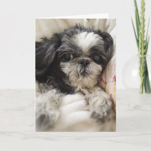 Carte de voeux pour fille Shitzu
