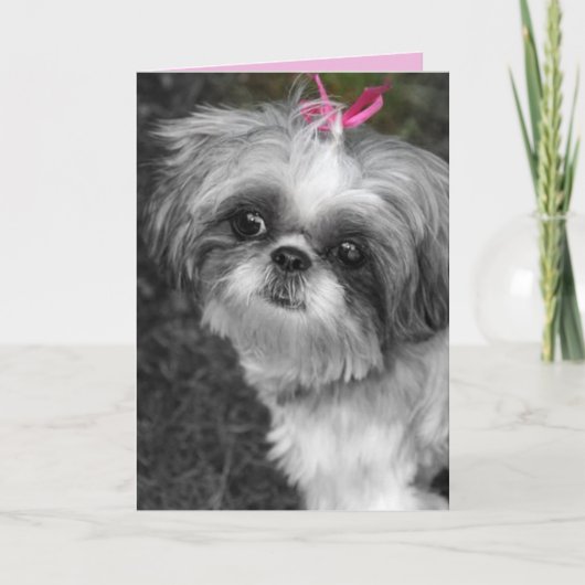Carte de voeux pour fille Shitzu (Devant)