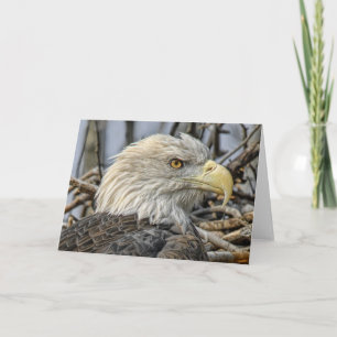 Carte de voeux pour l'aigle chauve