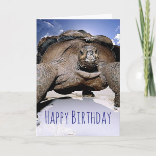 Carte de voeux pour l'anniversaire de la tortue