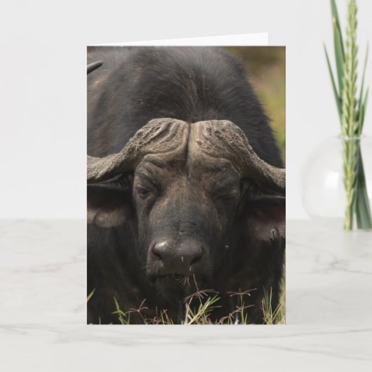 Carte de voeux pour le buffle d'eau (Devant)