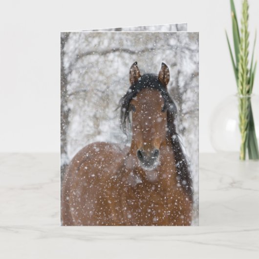 Carte de voeux pour les chevaux Snow Stallion (Devant)
