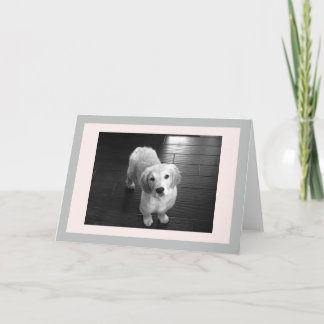 Carte de voeux pour les chiots d'extraction en or