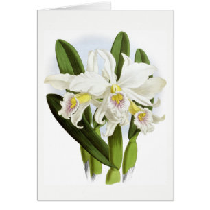 Carte de voeux pour orchidée blanche à toutes le