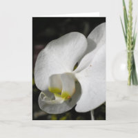 Carte de voeux pour orchidée blanche en soie