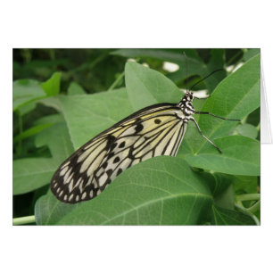 Carte de voeux pour papillon papillon en papier