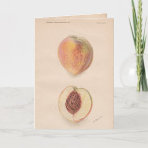 Carte de voeux pour pêches vintages