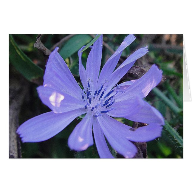 Carte de voeux pour une belle fleur bleue (Devant horizontal)