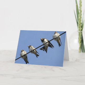 Carte de voeux : poussins d'hirondelle sur un