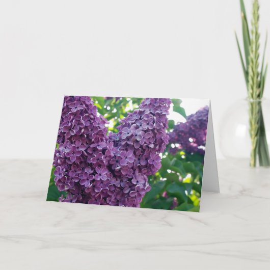 Carte de voeux Purple Lilacs (Devant)