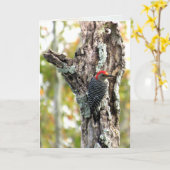 Carte de voeux Red Bellied Woodpecker (Fleur jaune)