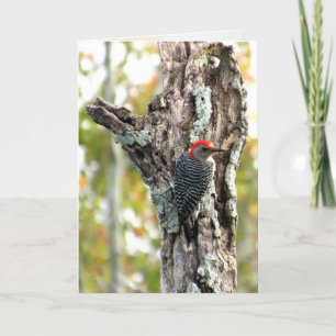 Carte de voeux Red Bellied Woodpecker