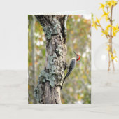 Carte de voeux Red Bellied Woodpecker (Fleur jaune)
