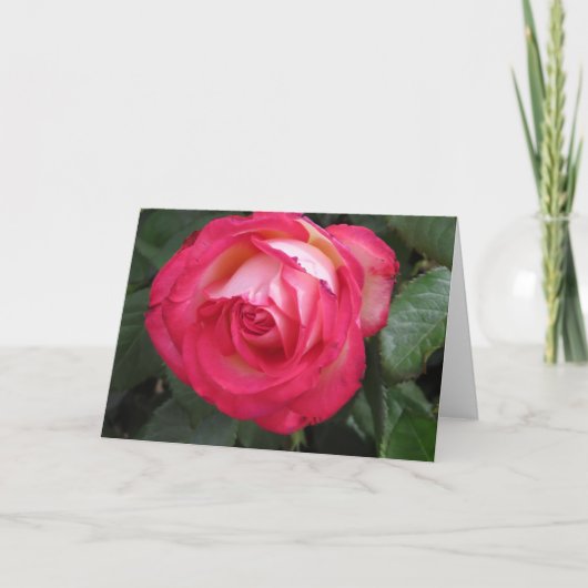 Carte de voeux Red Rose (Devant)
