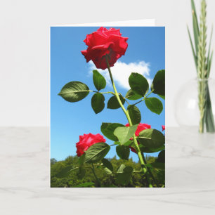 Carte de voeux Red Roses