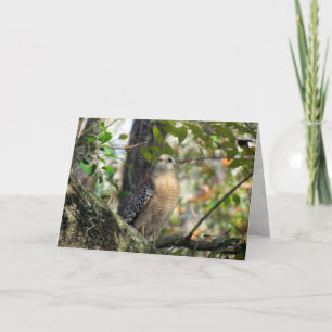 Carte de voeux Red Shoulder Hawk
