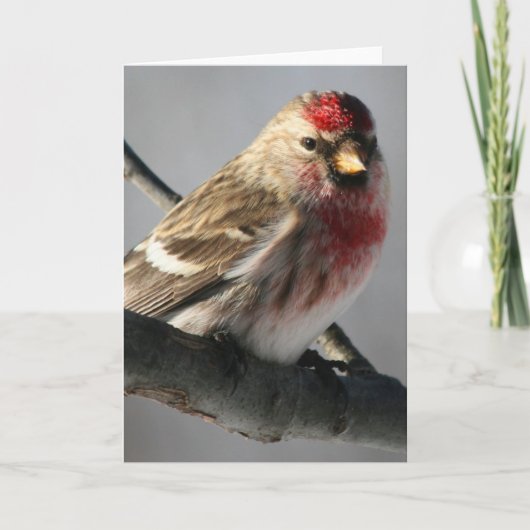 Carte de voeux Redpoll (Devant)