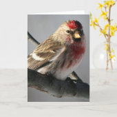 Carte de voeux Redpoll (Fleur jaune)
