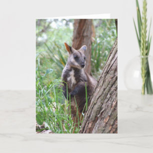 Carte de voeux Rock Wallaby