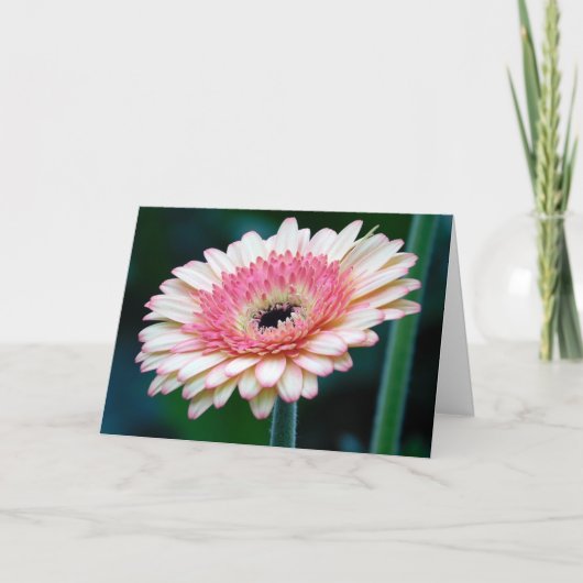 Carte de voeux rose Gerbera Daisy (Devant)