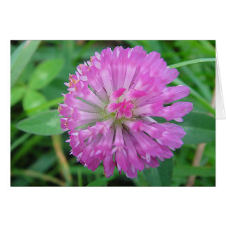 Carte de voeux rose Kleeblüte, en blanc