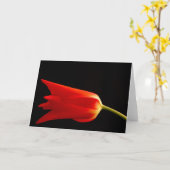 Carte de voeux rouge de blanc de tulipe (Fleur jaune)