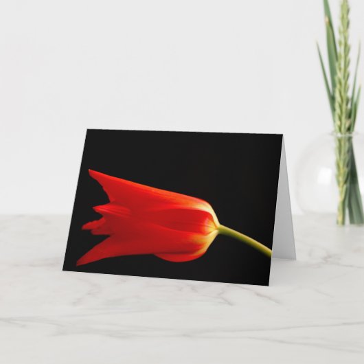 Carte de voeux rouge de blanc de tulipe (Devant)