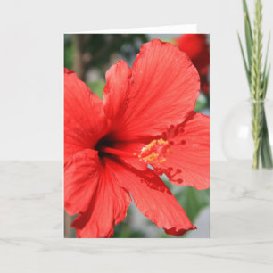 Carte de voeux rouge Hibiscus Flower, carte de not