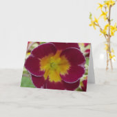 carte de voeux rouge primula (Fleur jaune)