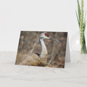 Carte de voeux Sandhill Crane!