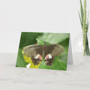 Carte de voeux Scarlet Swallowtail Button