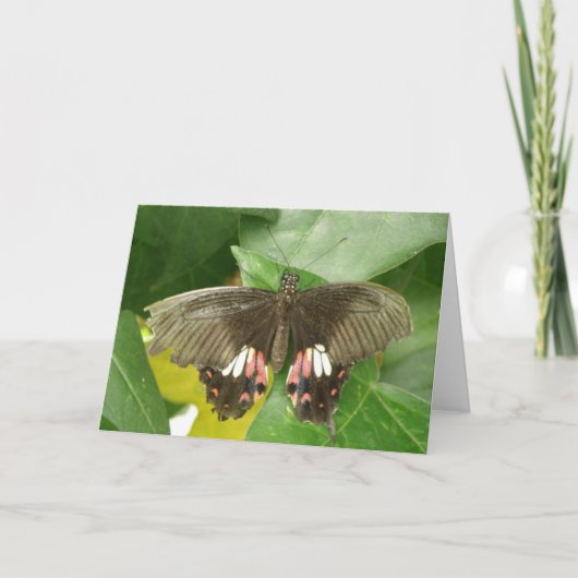 Carte de voeux Scarlet Swallowtail Button (Devant)