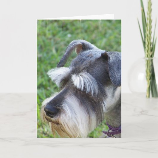 Carte de voeux Schnauzer (Devant)