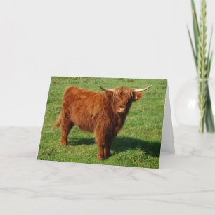 Carte de voeux Scottish Highland Cattle